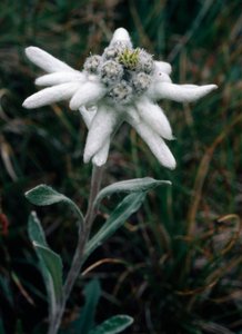 Edelweiss (foto) door Unbekannt Unbekannt