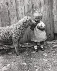 Lam dat geïnteresseerd is in het tussendoortje van een jong kind, ca. 1930s door Unbekannt Unbekannt