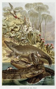 Nijl krokodillen (Crocodilus nicoticus) - in La Vita degli animali door A.E. Brehm, Torino door Unbekannt Unbekannt