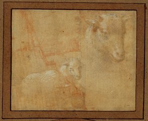 Studie van een lammetje. Zilveren penpunt, grijs gewassen op lichtroze papier ... door Lorenzo di Credi