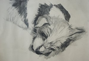 Jack Russel, 2015