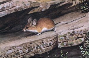 Grote Oor Pinion Muis vertegenwoordigt de witvoetige clan in de ruige canyons van het zuidwesten door Louis Agassiz Fuertes