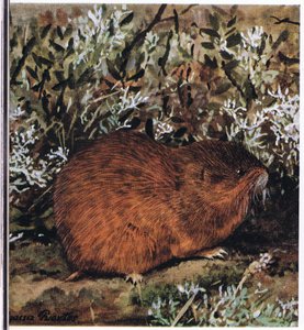Bruine lemming, een gedrongen knaagdier dat in een honingraat van tunnels leeft