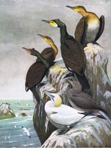 Illustratie uit The Natural History of American Birds of Eastern and Central North America, uitgegeven door Bramhall House c.1970