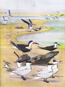 Illustratie uit The Natural History of American Birds of Eastern and Central North America, uitgegeven door Bramhall House c.1970