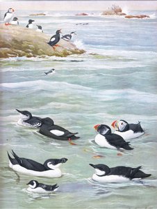 Illustratie uit The Natural History of American Birds of Eastern and Central North America, uitgegeven door Bramhall House c.1970