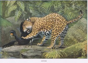 Jaguar door Louis Agassiz Fuertes