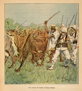 De oorlog in Madagaskar - Anecdotische geschiedenis van de Franse expedities van 1885-1895 door Henri Galli, geïllustreerd door Louis Bombled: In Diego-Suarez eist het Franse leger ossen, Privécollectie