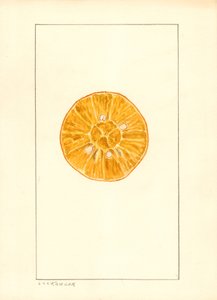 Orange (Citrus sinensis) (watercolor) door Louis Charles Christopher Krieger
