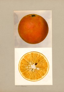 Ananassinaasappel (Citrus sinensis)