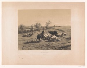Schapen in een weide
