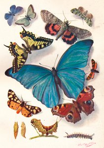 Voorbeeld van kleurblokillustratie voor wetenschappelijk werk, ca. 1903