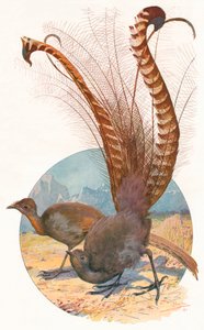 Lyre Birds, 1911 door Louis Fairfax Muckley