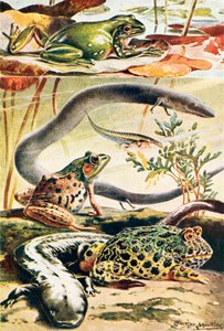 Zes typische amfibieën (kleurenlitho)