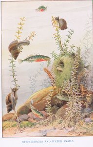 Stekelbaarsjes en waterslakken, illustratie uit 
