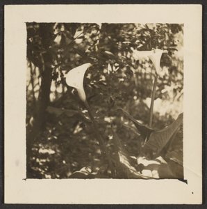 [Calla Lilies]. door Louis Fleckenstein