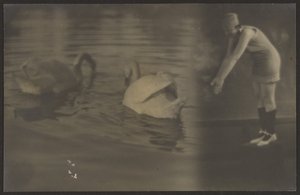 [Composiet van Zwanen en Duiker]. door Louis Fleckenstein
