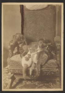 [Knuffelende Katten en Hond].