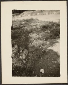 [Eend in Landschap] door Louis Fleckenstein