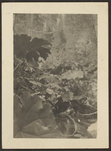 [Landschap]