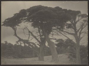 [Landschap met cipressen]. door Louis Fleckenstein