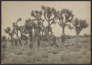 [Landschap met Joshua bomen].