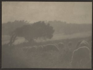 [Landschap met schapen]