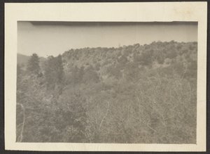 [Landschap met struiken].