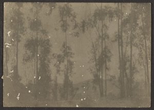 [Landschap met hoge bomen] door Louis Fleckenstein