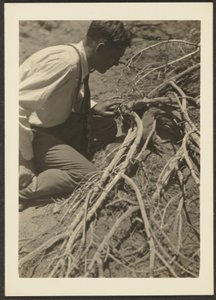 [Man met wortels]. door Louis Fleckenstein