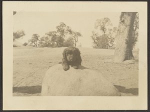 [Puppy on Rock].
