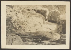 [Rotsachtig Landschap]