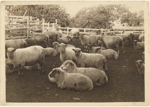[Sheep in Pen] door Louis Fleckenstein