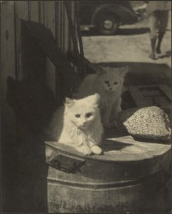 Drie kleine kittens