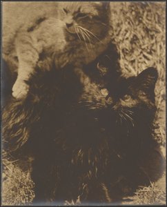 [Two Cats].
