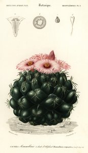 Bijenkorf cactus, Coryphantha elephantidens door Louis Joseph Edouard Maubert
