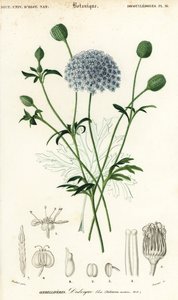 Blauwe kantbloem, Trachymene coerulea