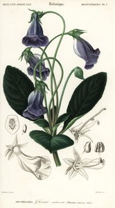 Braziliaanse gloxinia, Sinningia speciosa