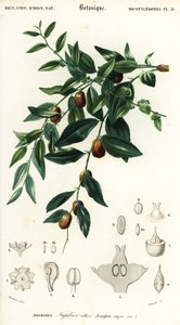 Chinese dadel of jujube, Ziziphus jujuba