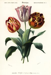 Tuintulp, Tulipa gesneriana, 1849 (gravure)