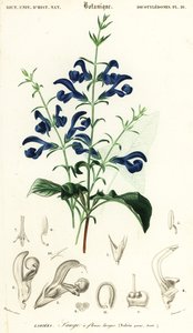 Gentiaan salie of spreidende salie, Salvia patens, 1849 (gravure)