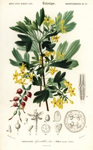 Gouden bes, Ribes aureum