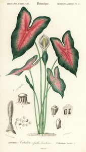 Hart van Jezus, Caladium bicolor