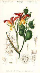 Canna indica