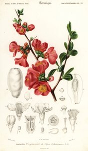 Japanse kwee, Chaenomeles japonica