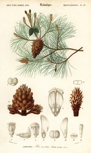 Maritieme den of cluster den, Pinus pinaster (gravure)
