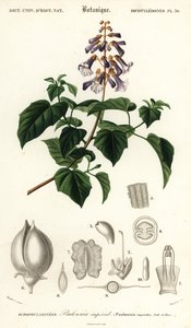 Prinsessenboom, keizerinnenboom of vingerhoedskruidboom, Paulownia tomentos, 1849 (gravure)