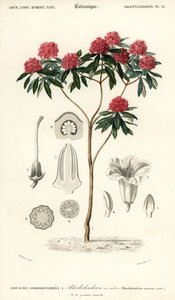 Boomrododendron, Rhododendron arboreum