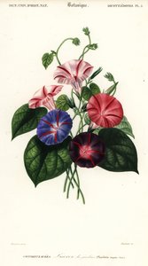 Variëteiten van ochtendglorie, Pharbitis hispida