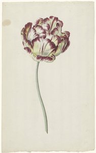 Tulp